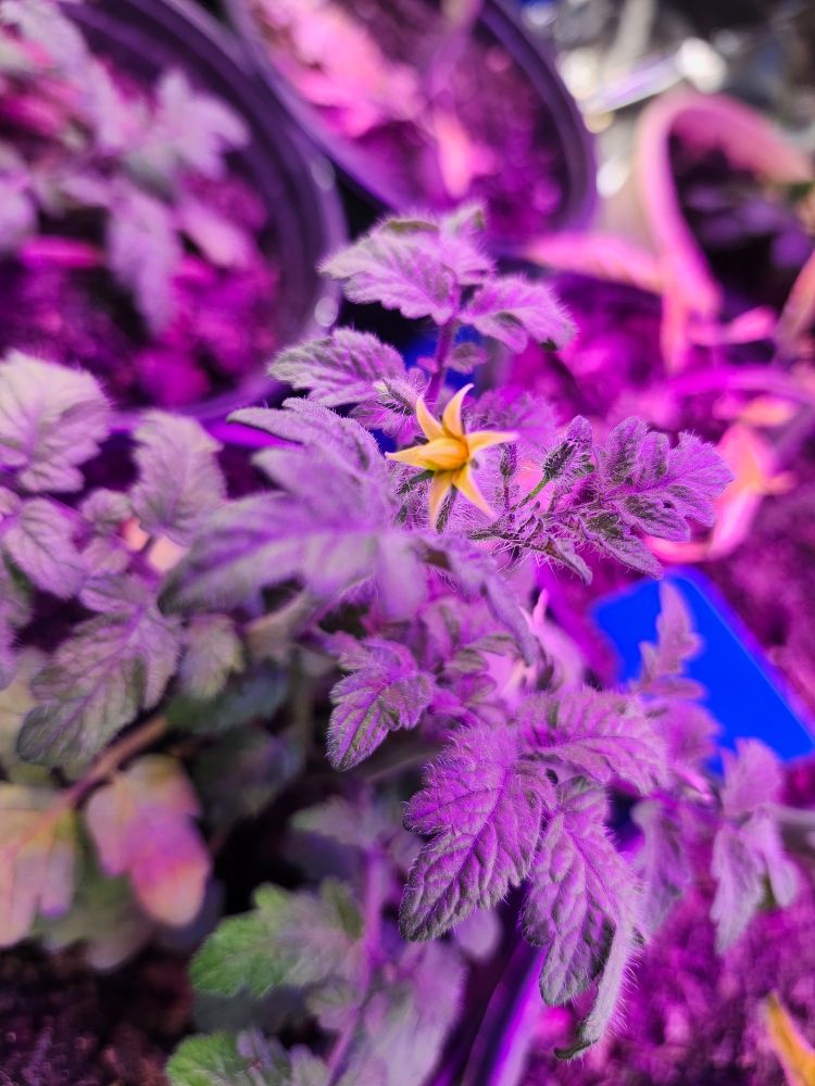 A Tiny Tim tomato plant beginning to flower under grow lights. The flower is yellow and a purple glow is cast over the plant. 
