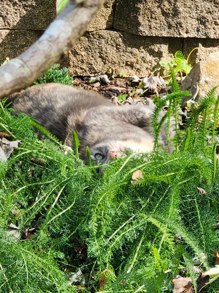 The same scene but a different angle. The cat's posture reveal that it is experiencing mild euphoria as one does when rolling in catmint for several minutes.