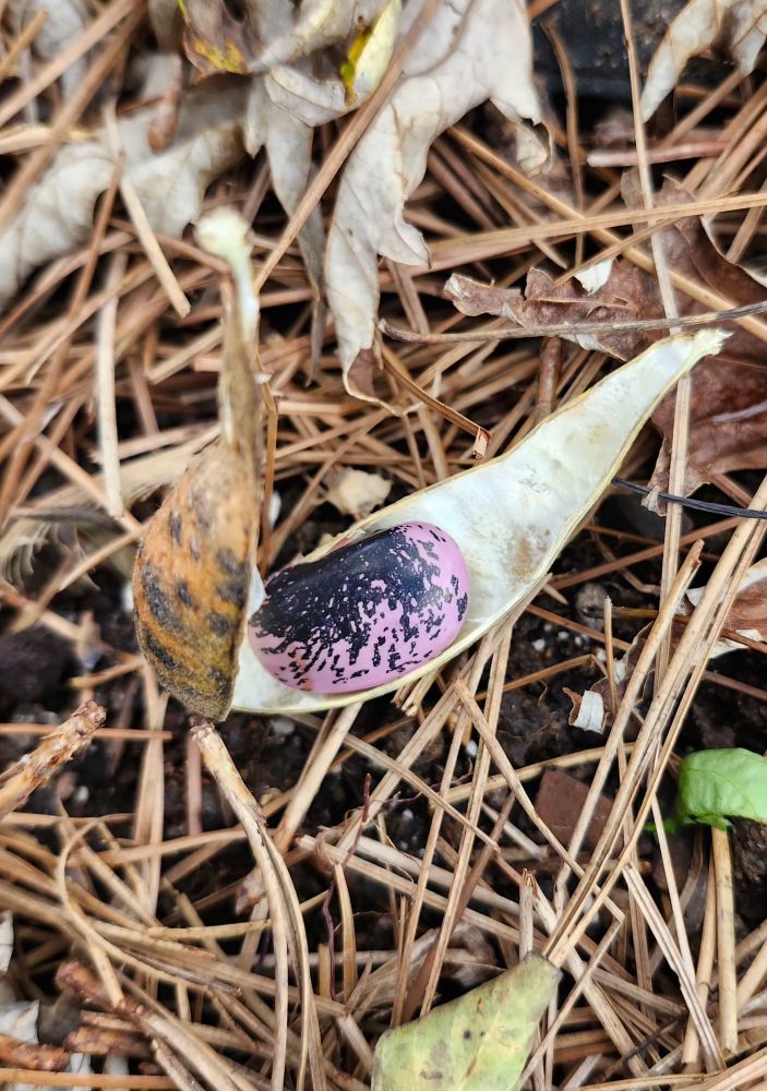 A mega scarlet runner bean in it's split, brown pod. It is lying amongst pine needles and fallen leaves. It is pitch black and pepto pink. 