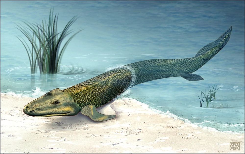 Tiktaalik paleo art by Zina Deretsky.