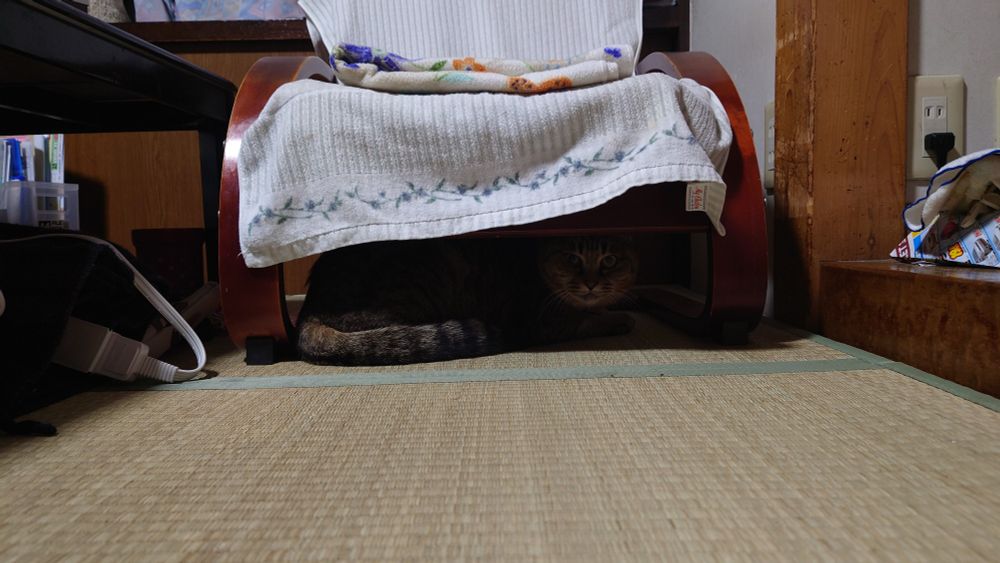私を警戒し椅子の下に隠れている実家の猫