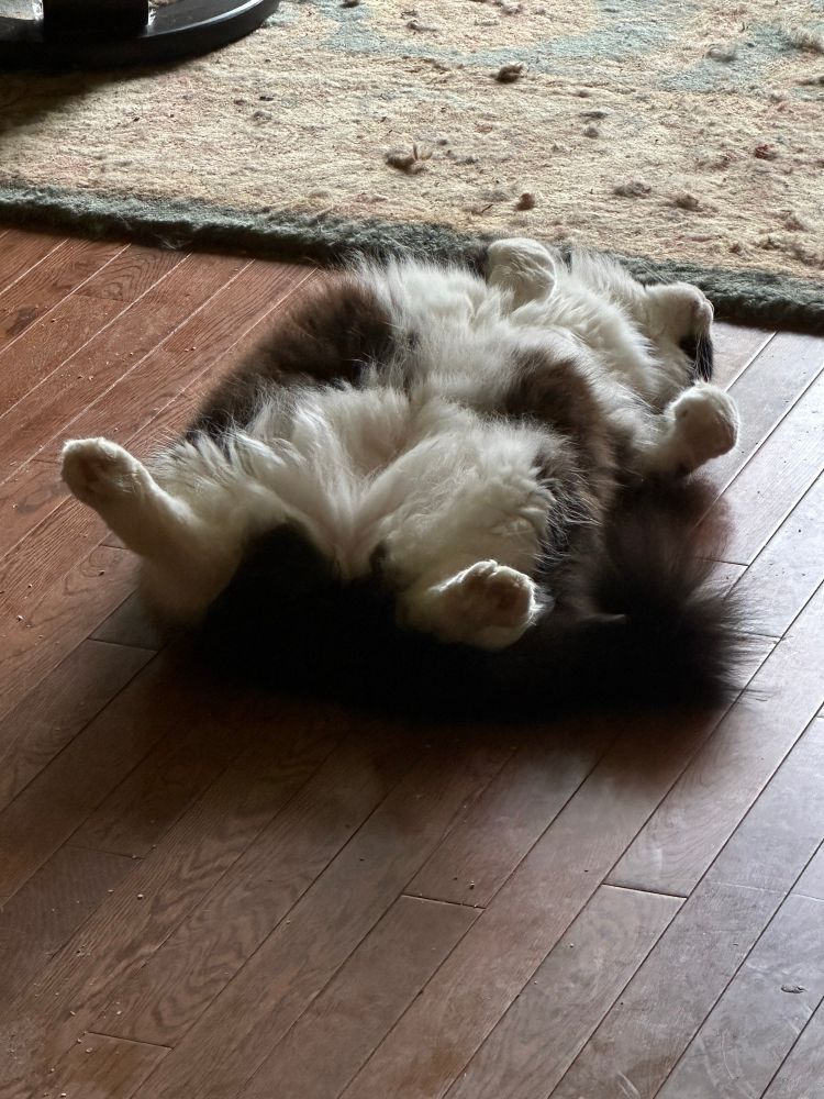 Our Tuxedo, Moonlight, sprawled on the floor again.
