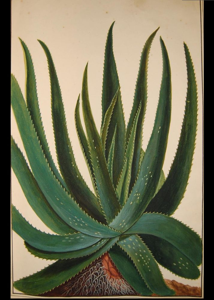 Aloe, from an album originally containing 305 drawings and prints of plants; with long, fleshy, spiky leaves and roots below
Watercolour and bodycolour, over graphite