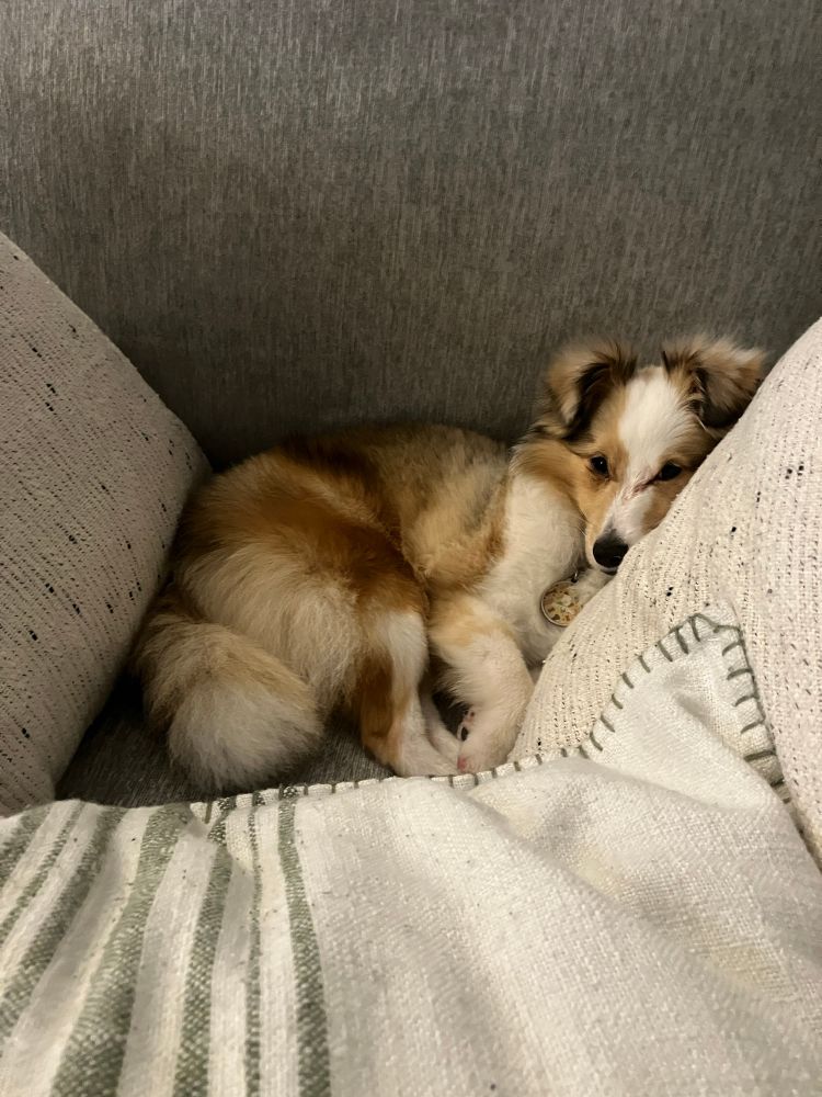 Pumpkin resting surrounded by pillows after a tiring evening