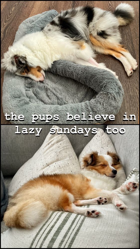 Bandit & Pumpkin taking a well deserved nap