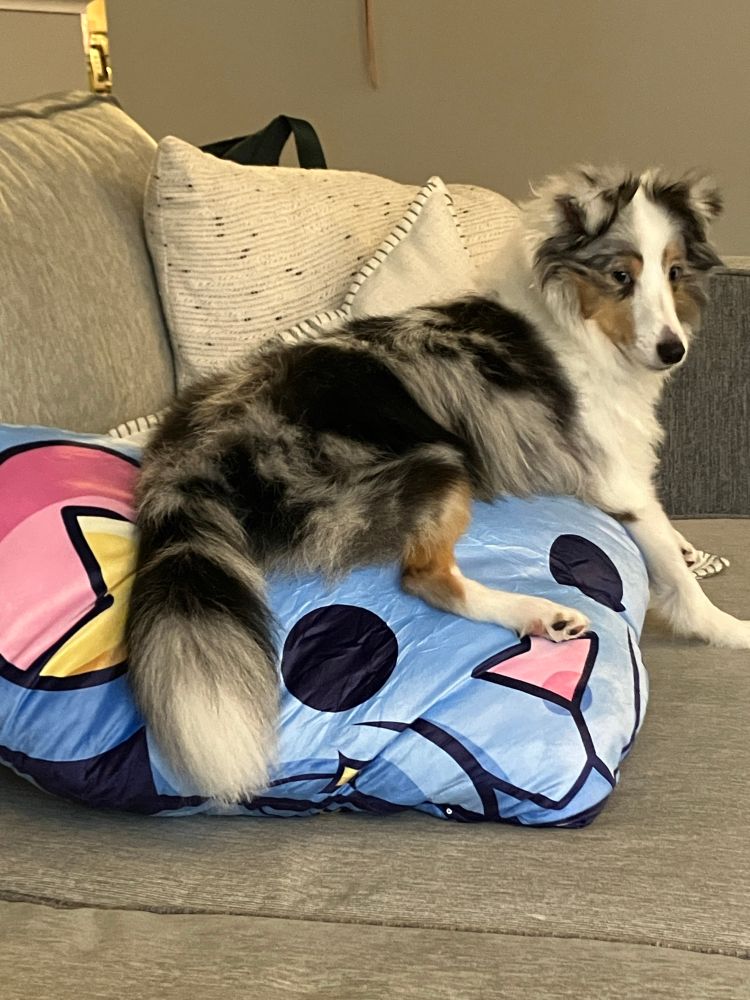 Bandit with his butt on the Astro pillow
