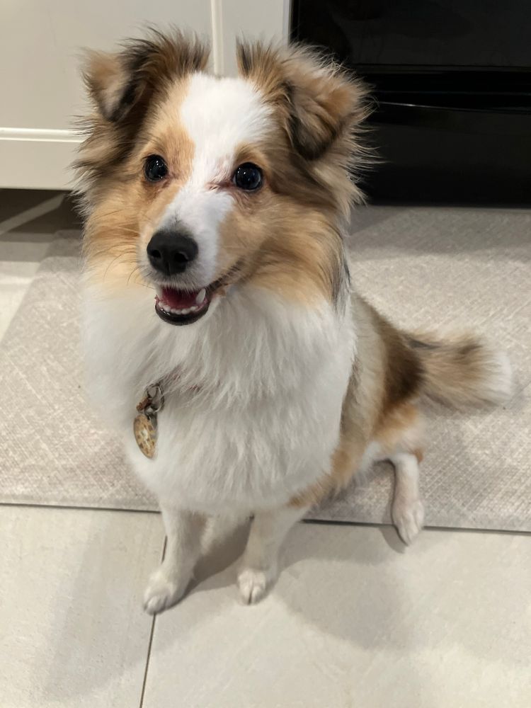 Pumpkin, sitting and looking so happy