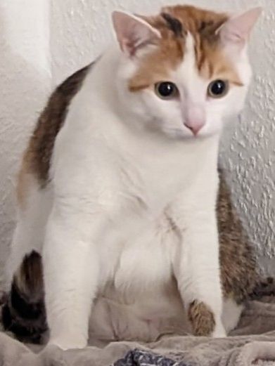 A confused looking cat called Chips