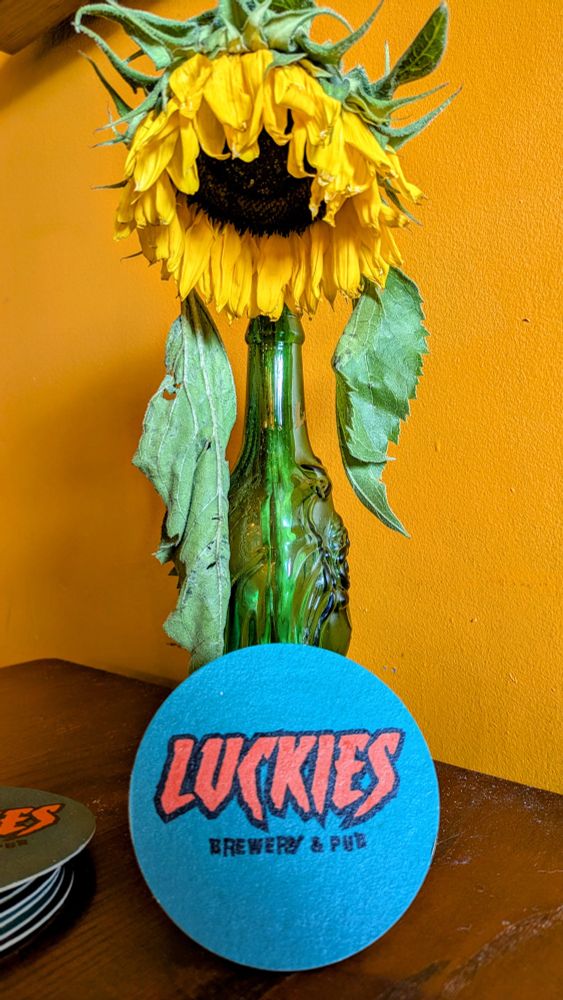 A slightly sad sunflower 
