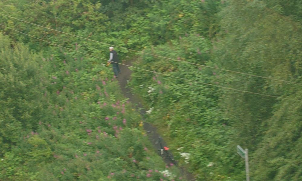 Man trimming wild hedges 