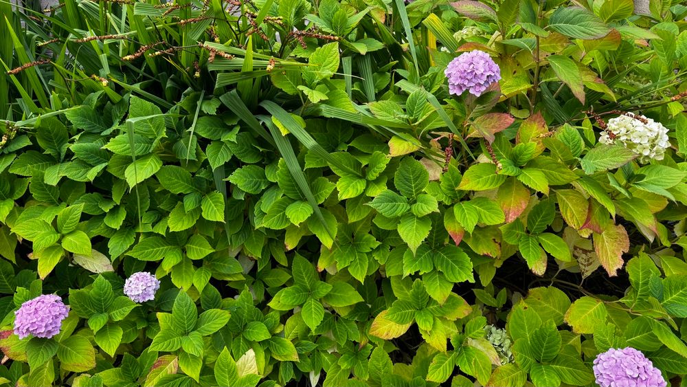 I think it might be a hydrangea. 