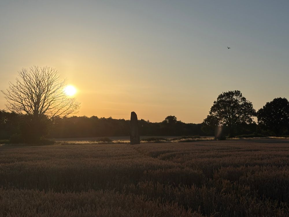 Sun setting behind 2 of the three Bronze Age standing stones known as devil’s arrows, which are in a farmers field filled with crops 