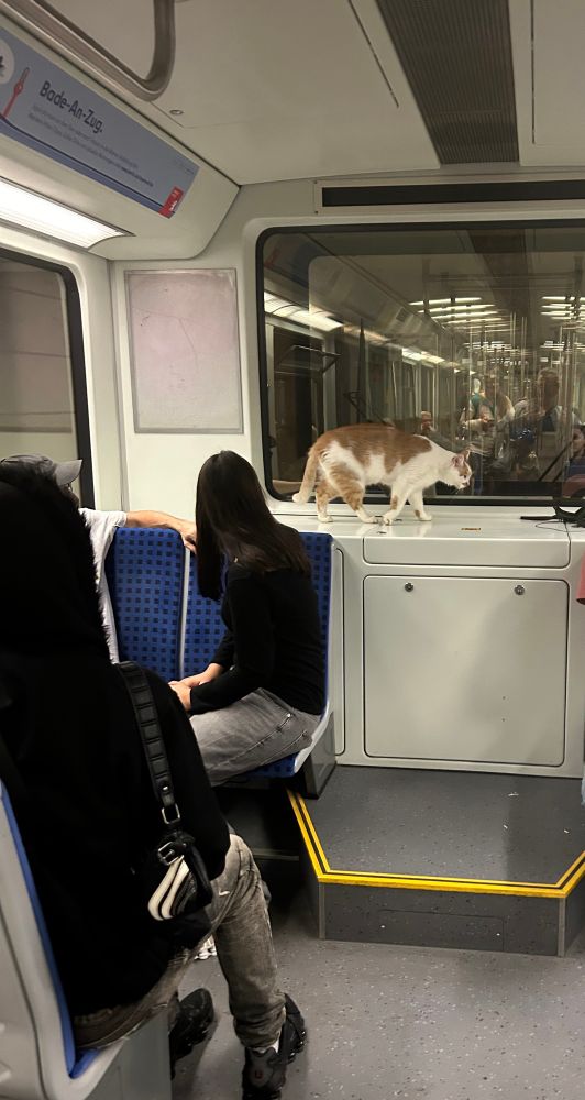 Cat on an ubahn