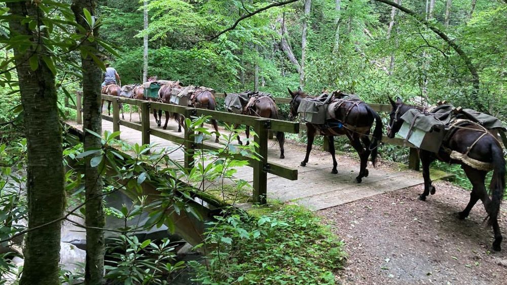 Mules help deliver aid in N.C. as major roads remain impassable due to Hurricane Helene