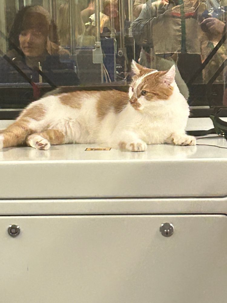 Cat on an ubahn 