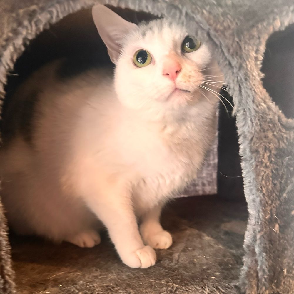 A cute kitty peeking out of a cat tree hole