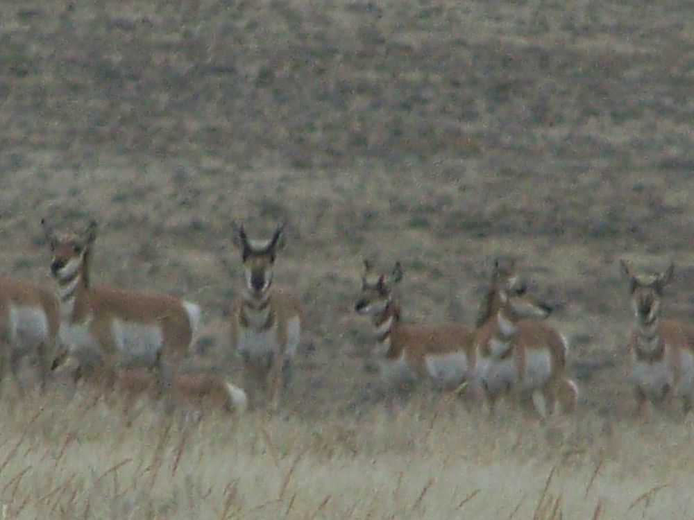some grainy antelope in Colorado, Dinosaur Ntl. Monument area
2008