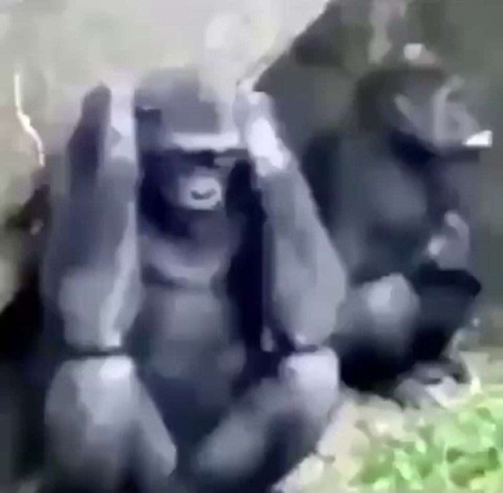 two gorillas are sitting next to each other on a rock and covering their eyes with their hands .