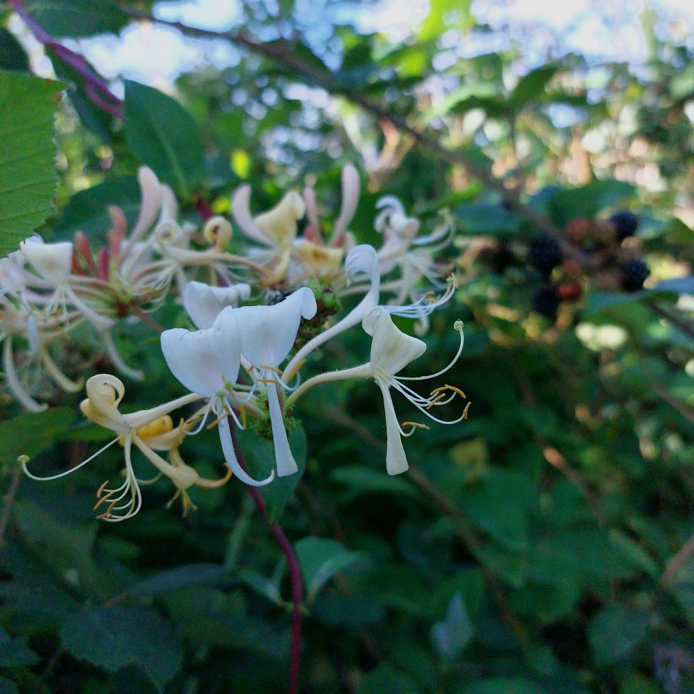 Chèvrefeuille en fleur au premier plan et mûre sur leur roncier à l'arrière 