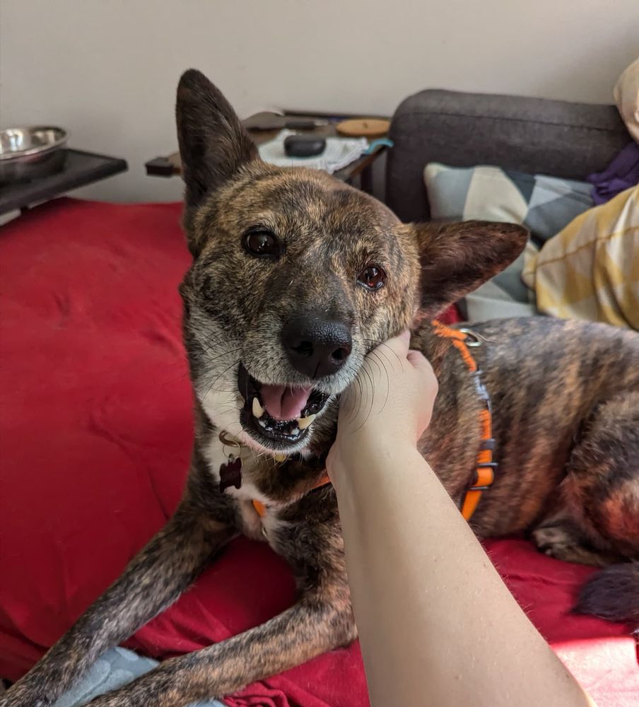 Lemon, a brindled mid-sized dog laying on the couch with my arm reaching from behind the camera to scratch her neck. Lemon's mouth is open and expression playful.