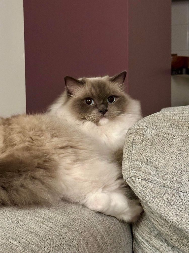 A fluffy ragdoll cat sitting on a couch