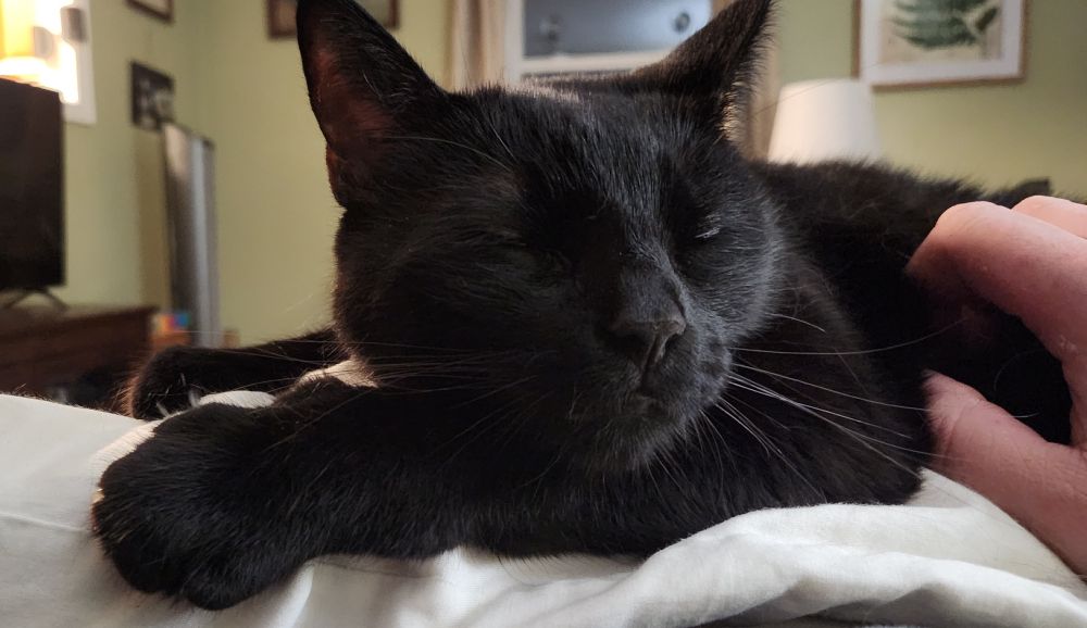 Dodo the black cat experiences bliss napping on a pillow.