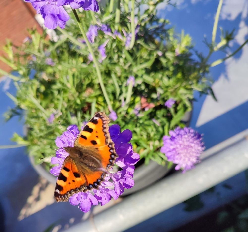 Von oben fotografiert. Violette Skabiose im Anthrazit farbigem Kunststofftopf auf Balkonbrüstung. Mehrere Blüten, auf einer sitzt ein Kleiner Fuchs mit ausgebreiteten Flügeln.
Kleiner Fuchs (Schmetterling): Die Oberseite der Flügel ist orange mit schwarzen und gelben Flecken am oberen Rand der Vorderflügel. Ein schwarzes Saumband mit kleinen blauen Flecken zieht sich entlang des Flügelrandes. 