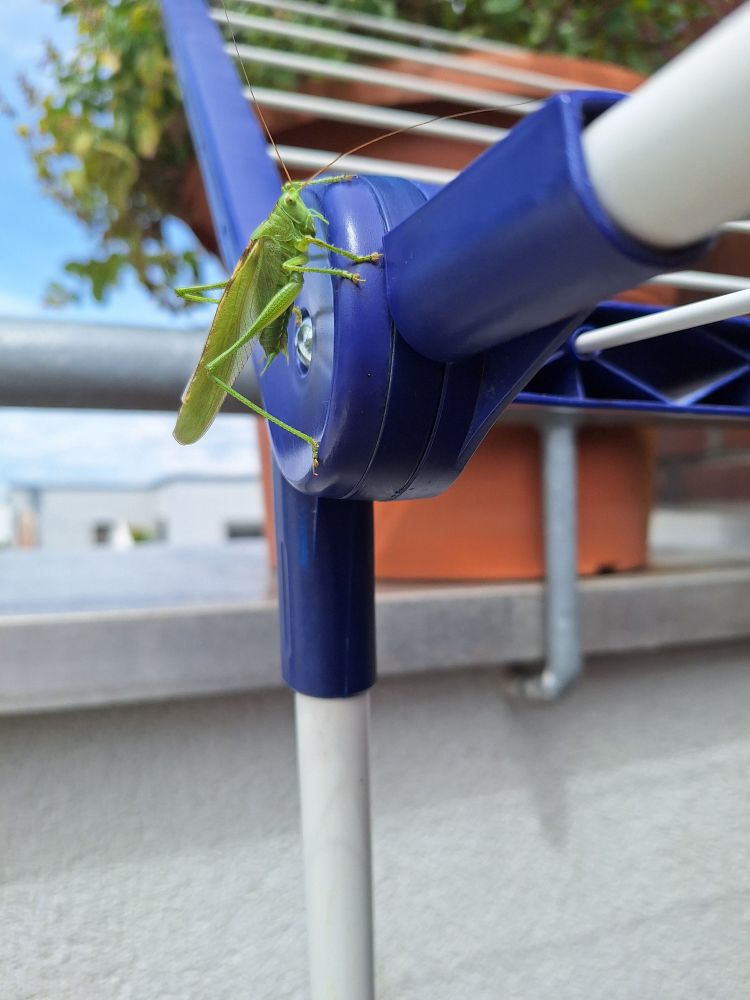 Heuschrecke sitzt auf blauem Knickgelenk vom Wäscheständer. Im Hintergrund verschwommen blauer Himmel, der Rundlauf einer Balkonbrüstung, dahinter ein großer Blumenkübel.