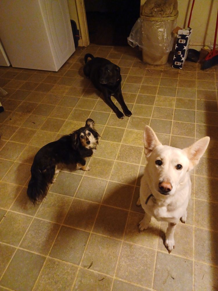 a photo of three dogs.