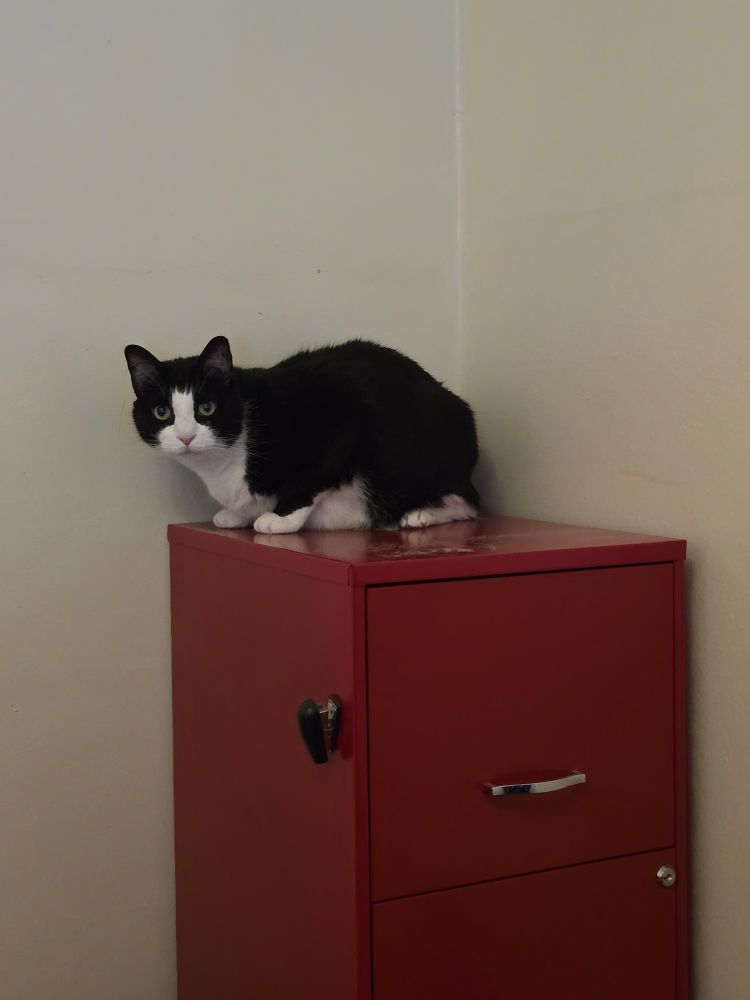 Onyx the black and white tuxedo cat staring at the camera as he sits atop a red file cabinet that has nothing but him on it.