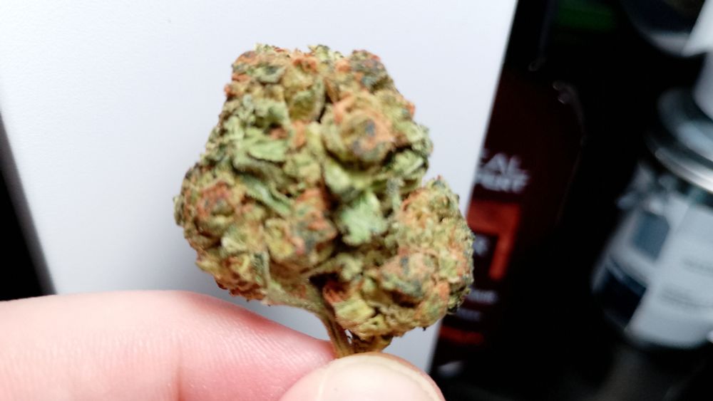 A close-up of a bud of weed. It's a rich green with orange accents and looks like ours gonna get me baked as fuck