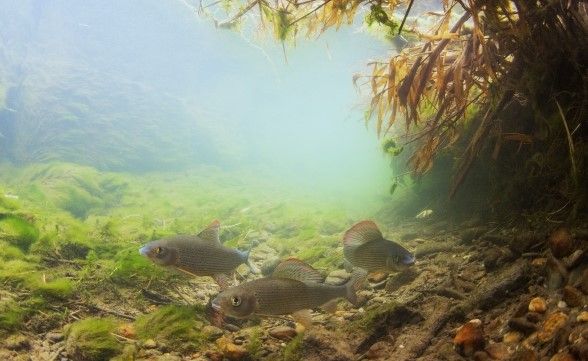 Kälteliebende Äschen in einem Fluss. Sie spüren die Folgen des Klimawandels und sind in Schweizer Flüssen immer seltener vorzufinden. © Rainer Kühnis