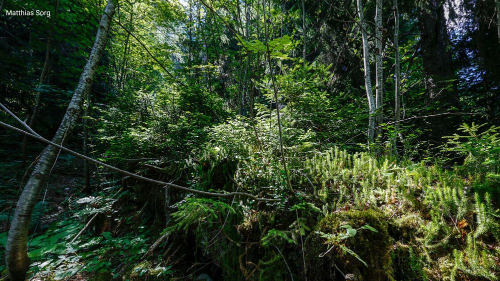 Vielfältiger Wald im Pro Natura Schutzgebiet Derborence. © Matthias Sorg