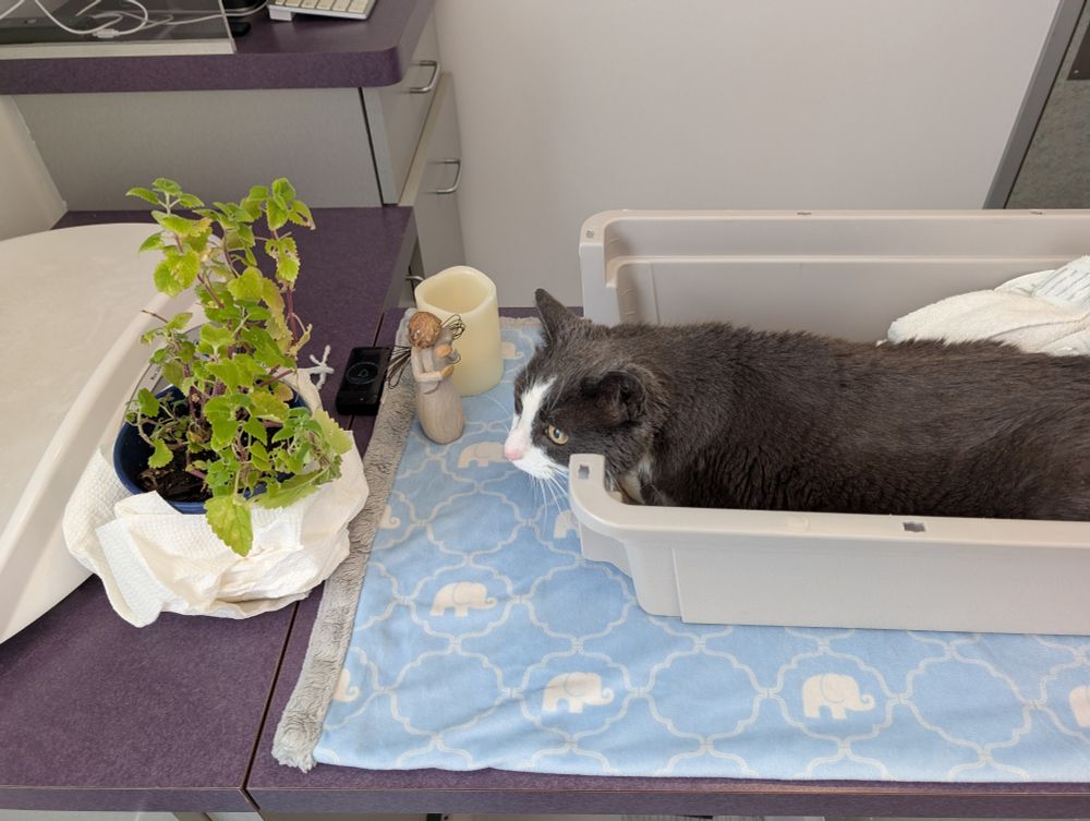 Gray in the bottom half of his carrier at the vet's, looking at the catnip plant we brought to comfort him.