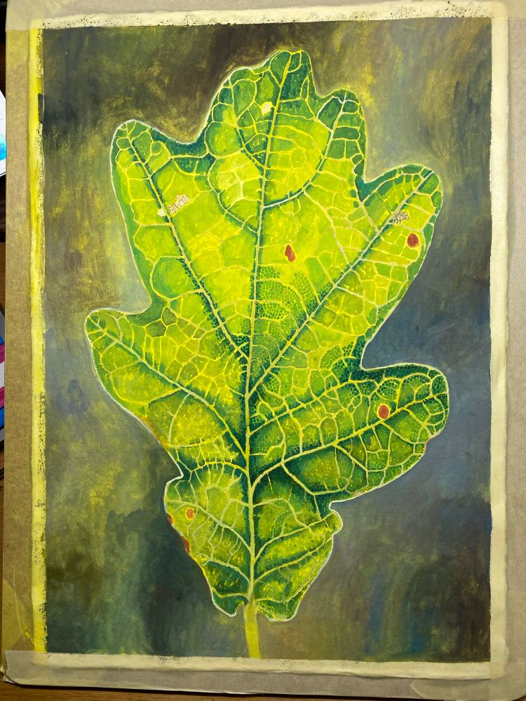 Gouache painting of an oak leaf
