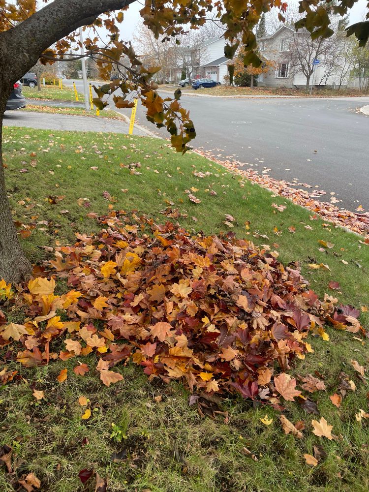 Je profite des derniers jours d’automne… avant la bordée de neige attendue! ++++

I'm enjoying the last days of autumn... before the onslaught of snow hits!