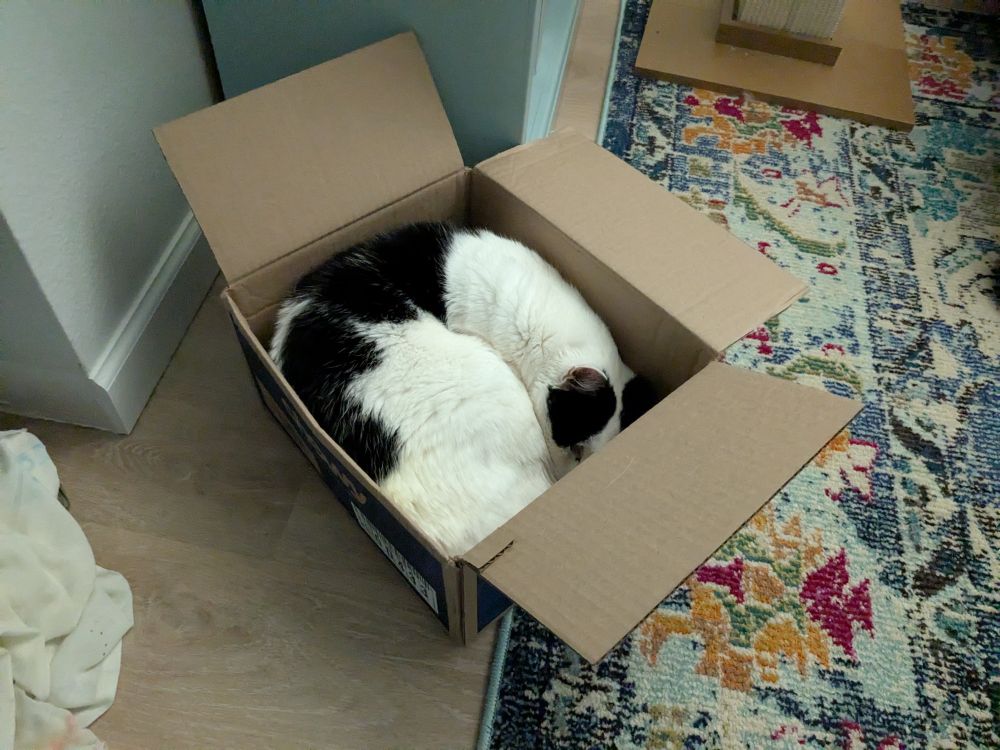 One of my black and white cats, Gabi, perfectly squeezed herself into a little box where she spent the last few hours snoozing.
