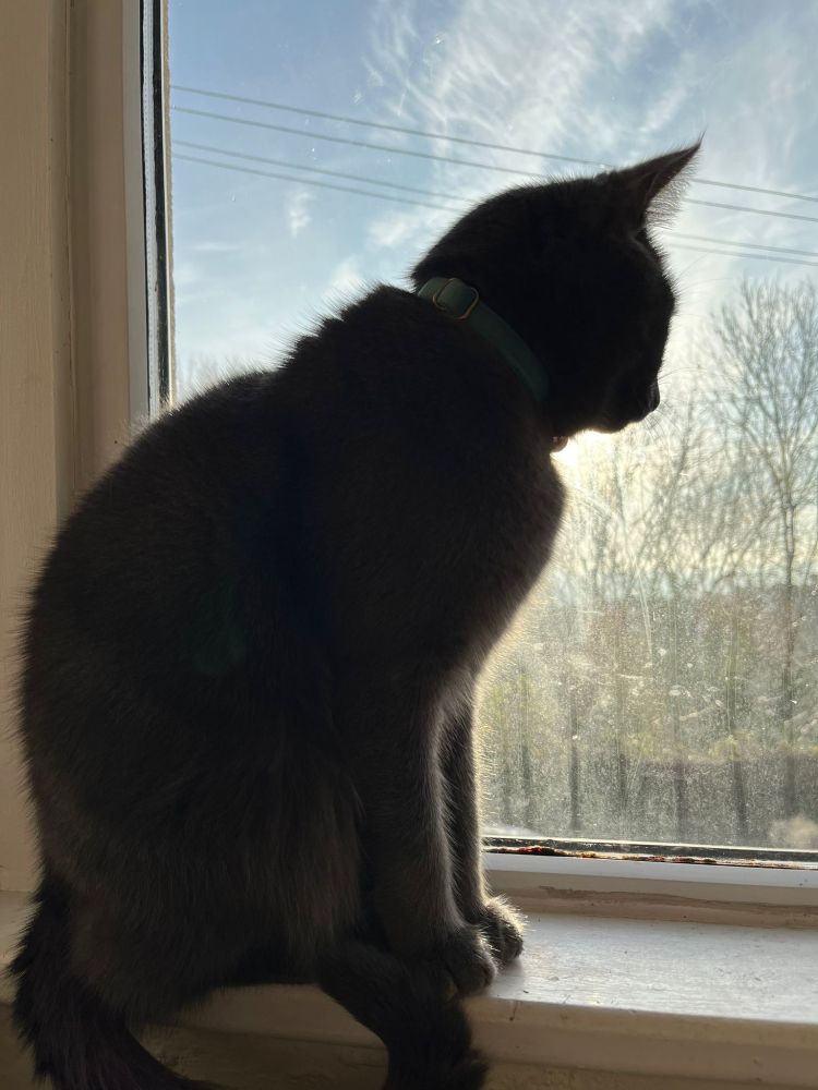 A grey cat looking out the window