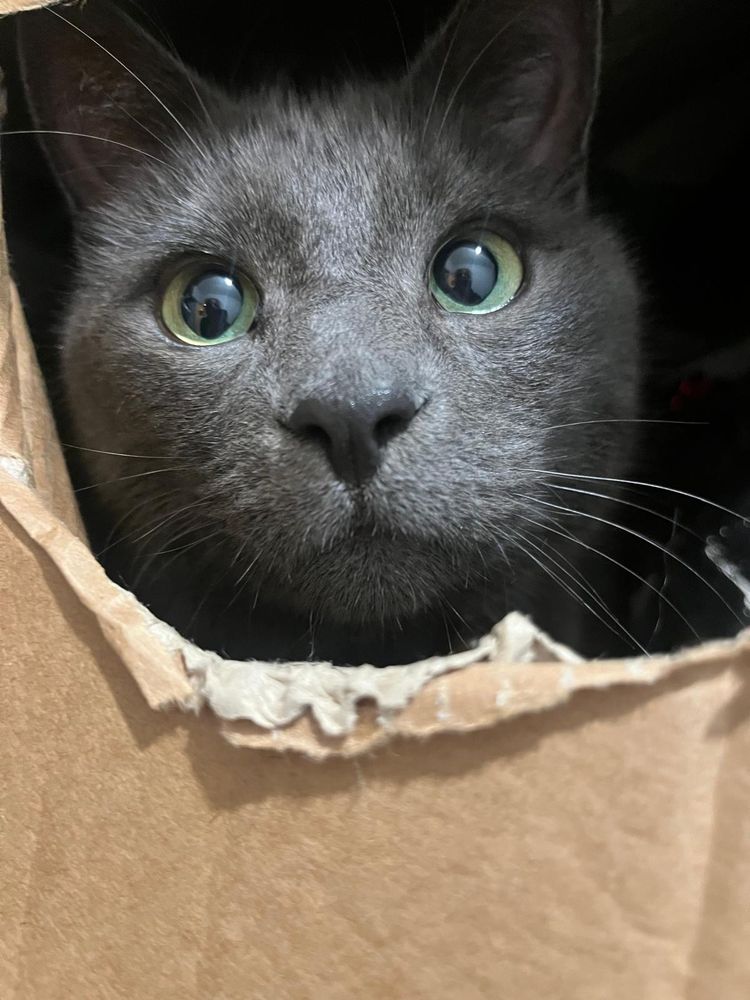 A grey cat in a cardboard box