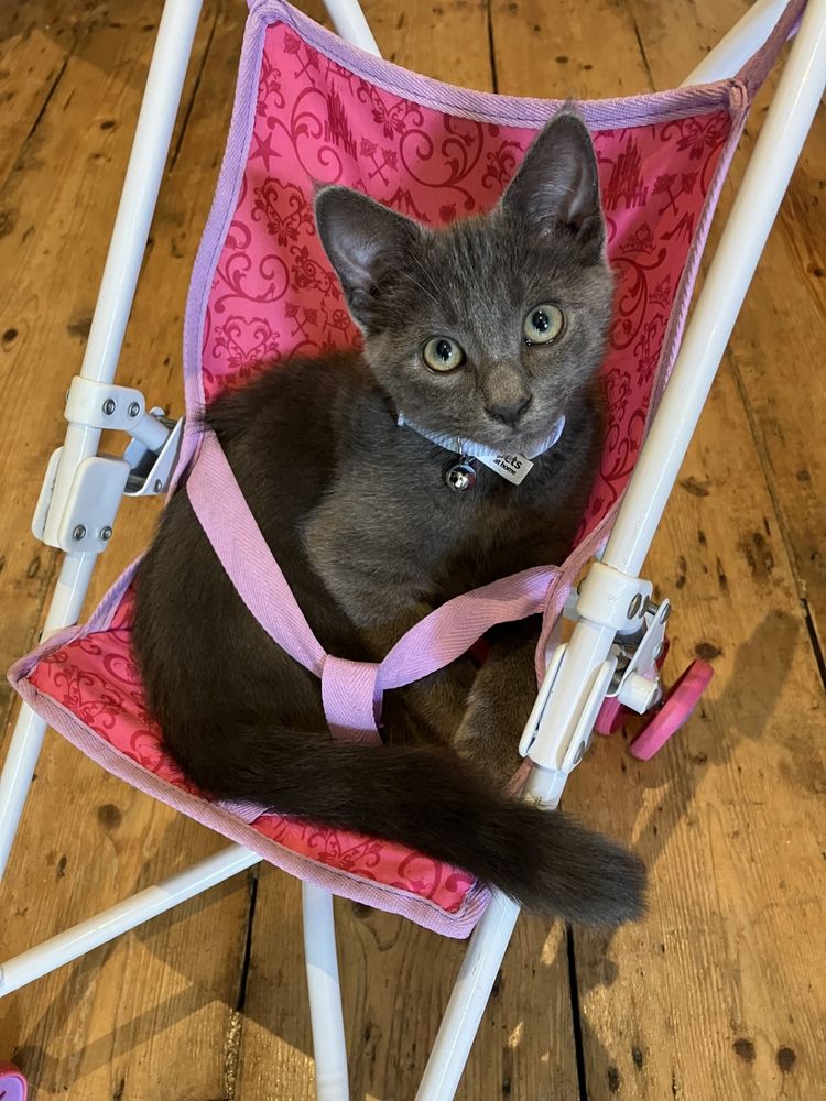 A grey kitten in a toy a pushchair