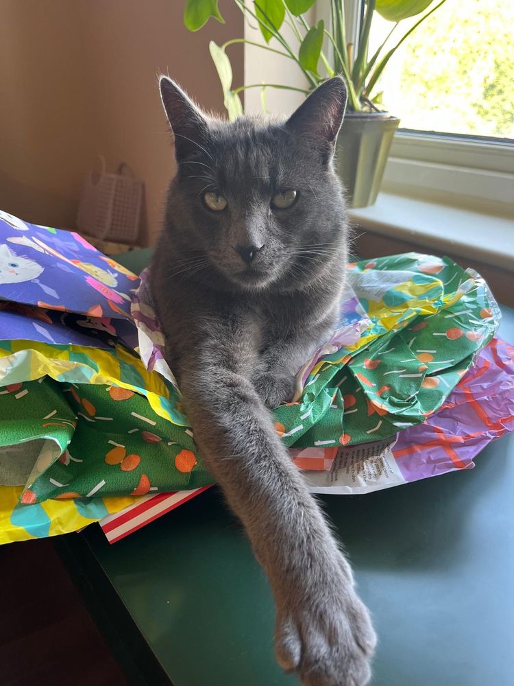 A grey cat lying on colourful wrapping paper