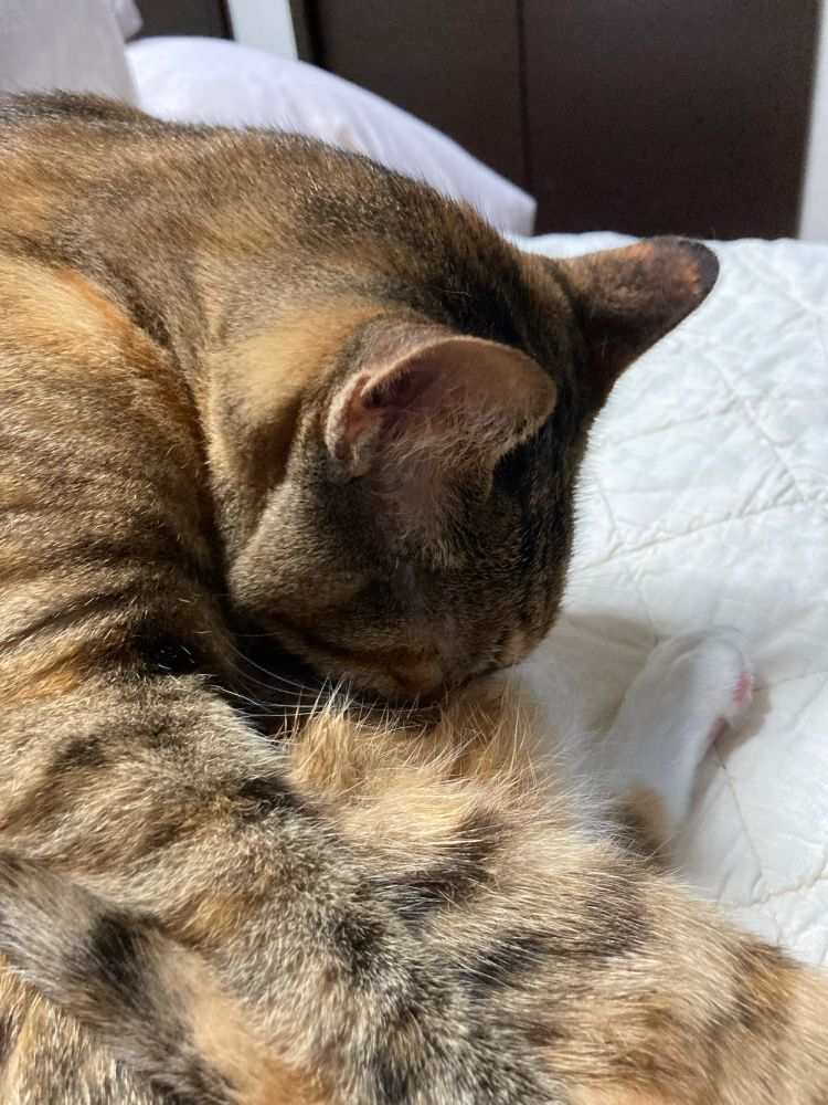 自らの腹に顔を埋める猫。