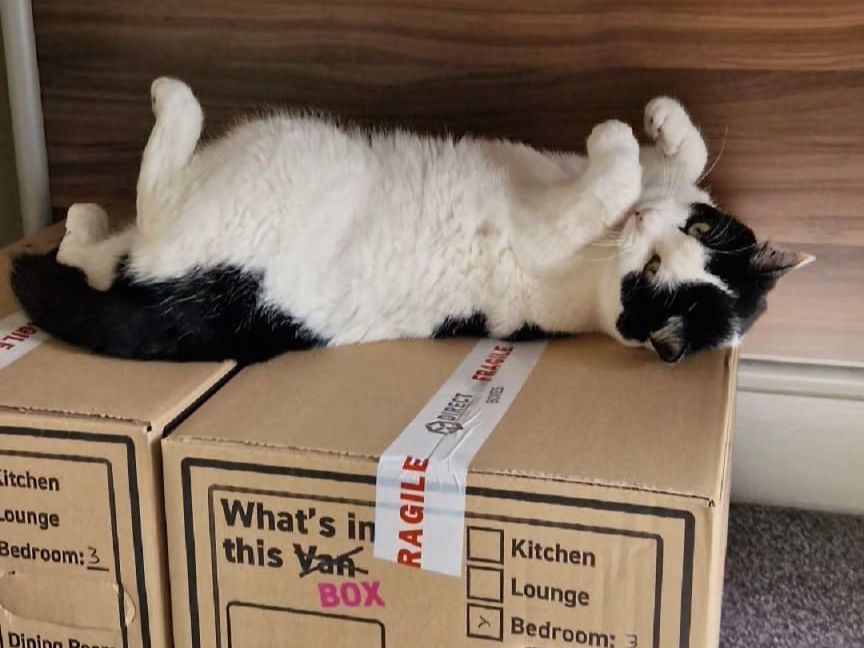 A photograph of a black and white cat rolling around on top of two moving boxes.