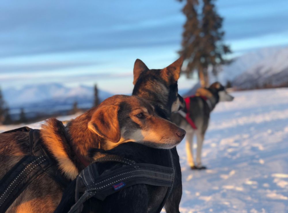 An Alaskan husky rests her chin on her teammates back 