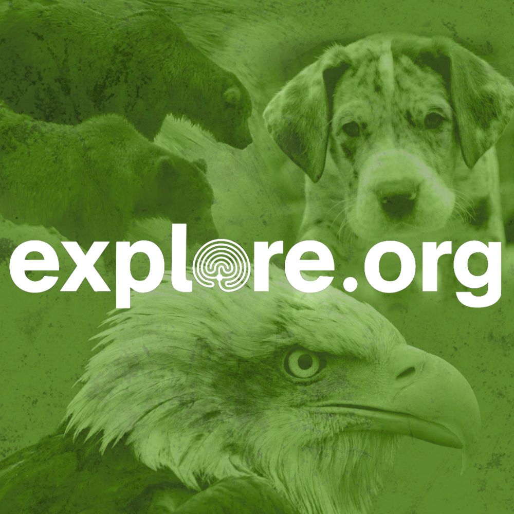 Explore.org