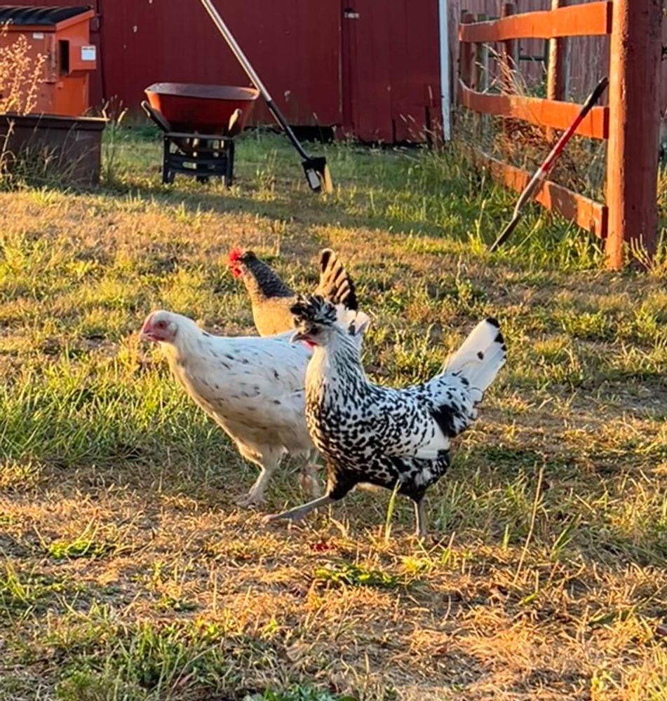 Three chickens in a grassy driveway in front of a red barn with a wheelbarrow in the background. 