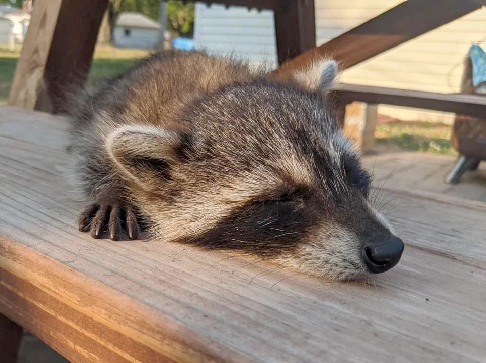 a sleeping raccoon