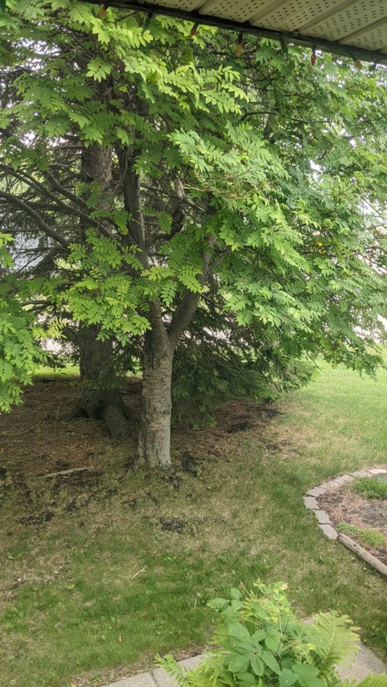 Two birds of prey sitting in a tree.

One is dark brown with white spots facing away. The other is cream coloured with brown streaks facing the camera.