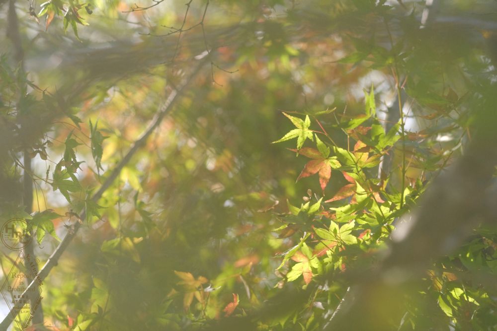 半分近く色が変わってきたモミジ。
No Unauthorized Reproduction / No AI training / Do not use this picture for anything ©Yodomibachi 2025.11.24