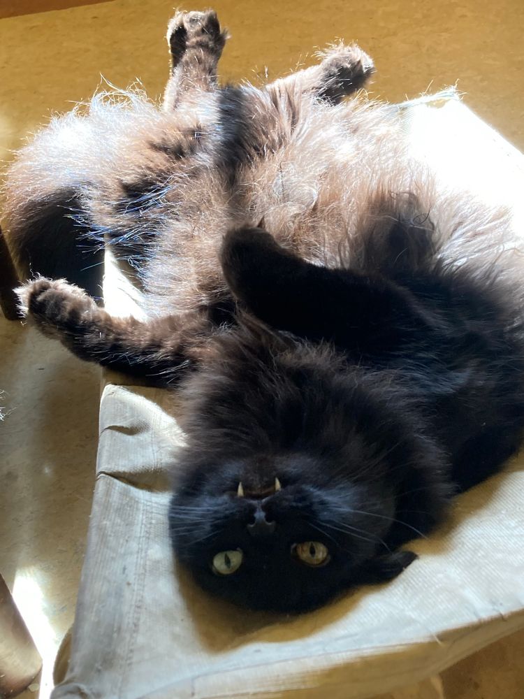 Fluffy black cat Susu lying on his back. The lower half of his body is in the sun and his back paws are sticking up. He’s looking at the camera and seems pleased with himself.